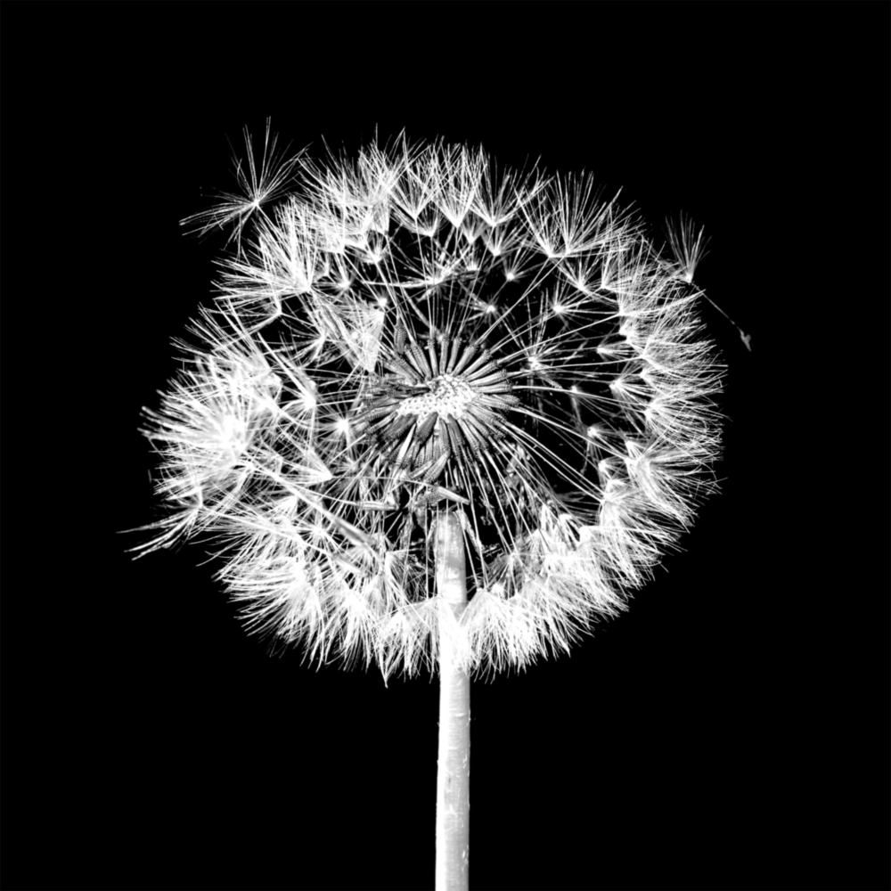 Dandelion Glass Wall Art