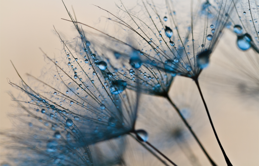 Flower Glass Wall Art