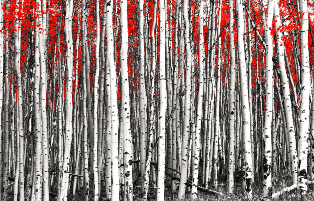 Red Forest Glass Wall Art