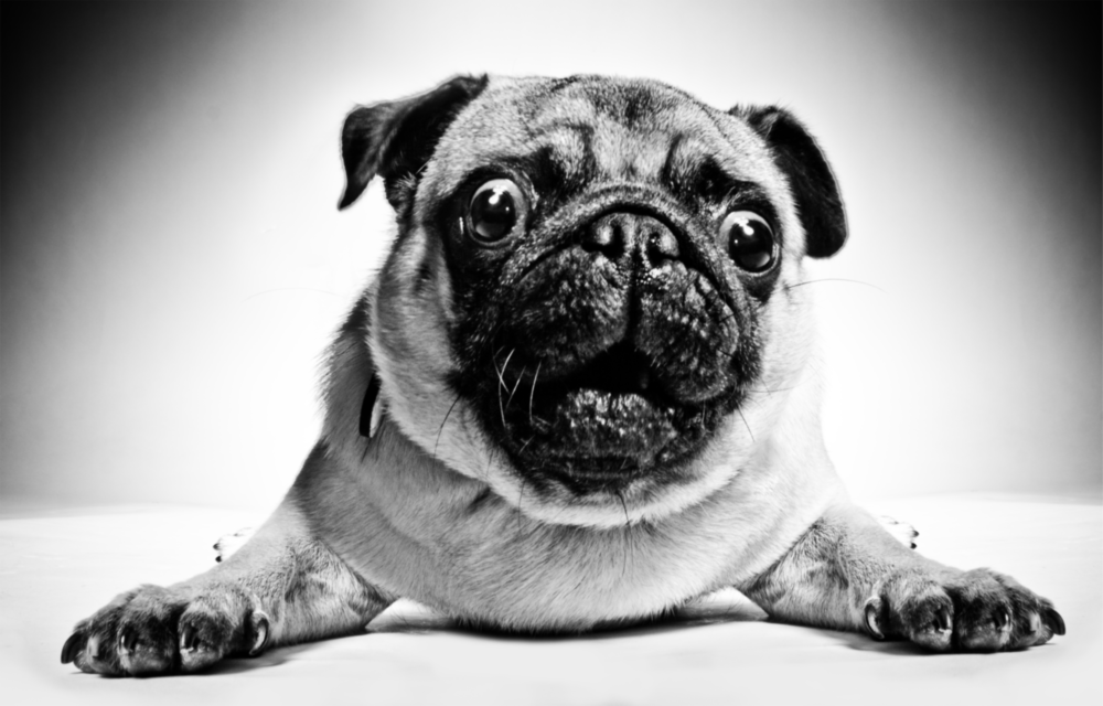 Pug Glass Wall Art