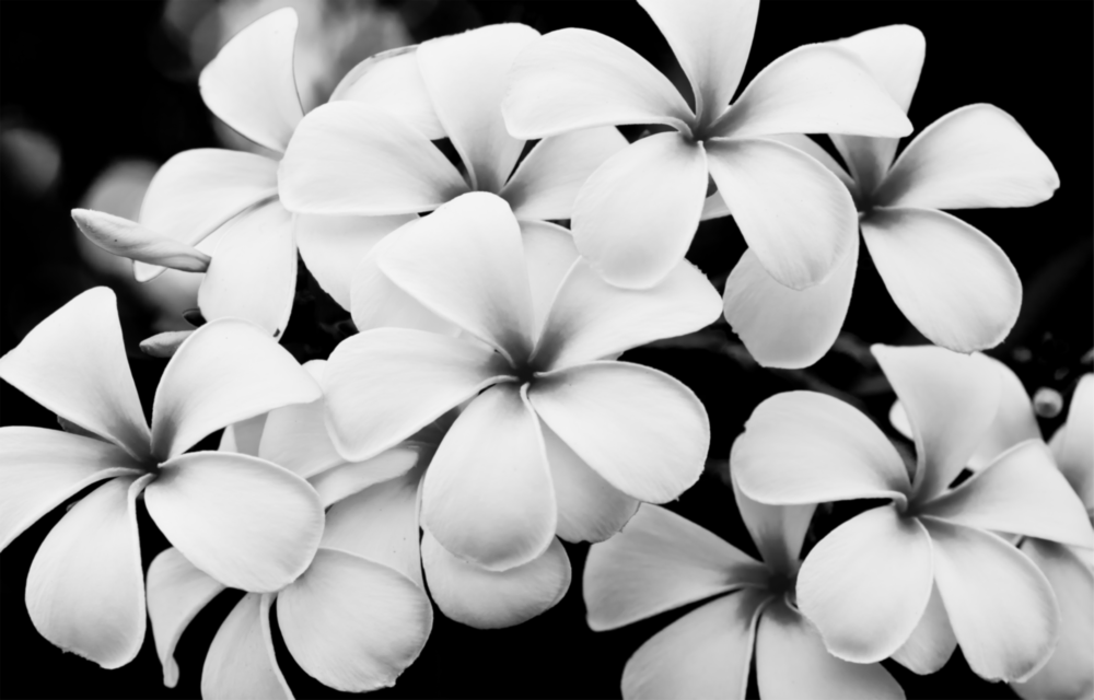 Flower Glass Wall Art
