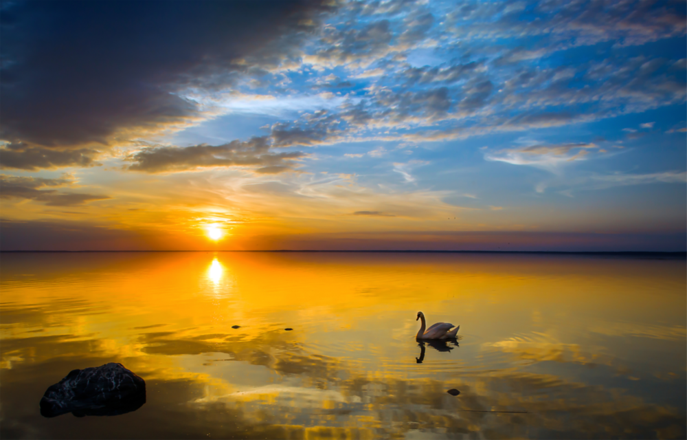 Swan Glass Wall Art
