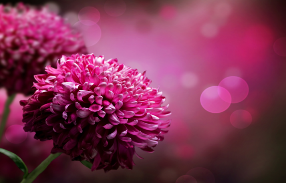 Flower Glass Wall Art