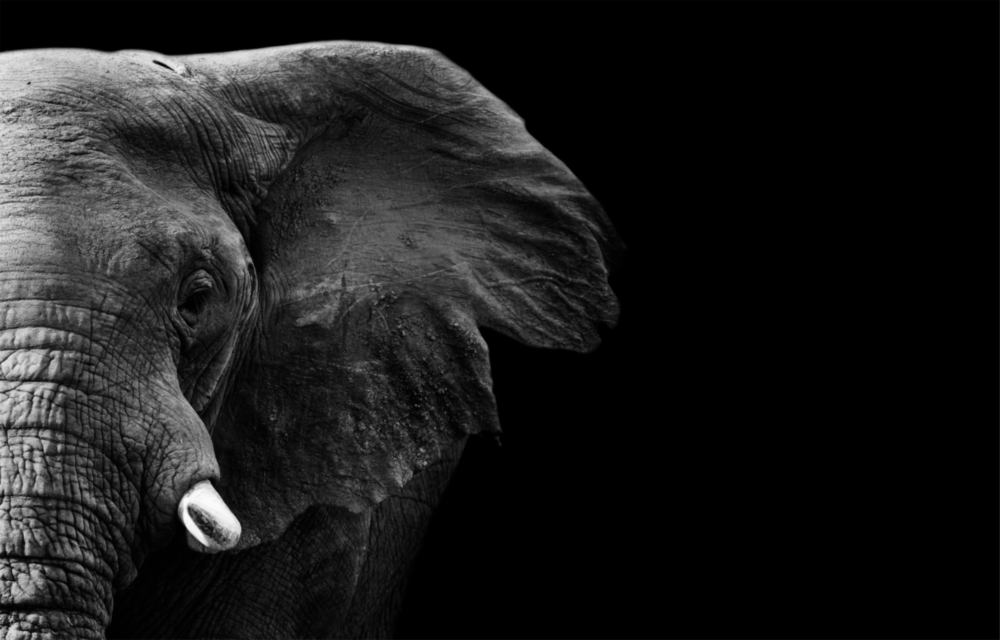 Elephant Glass Wall Art