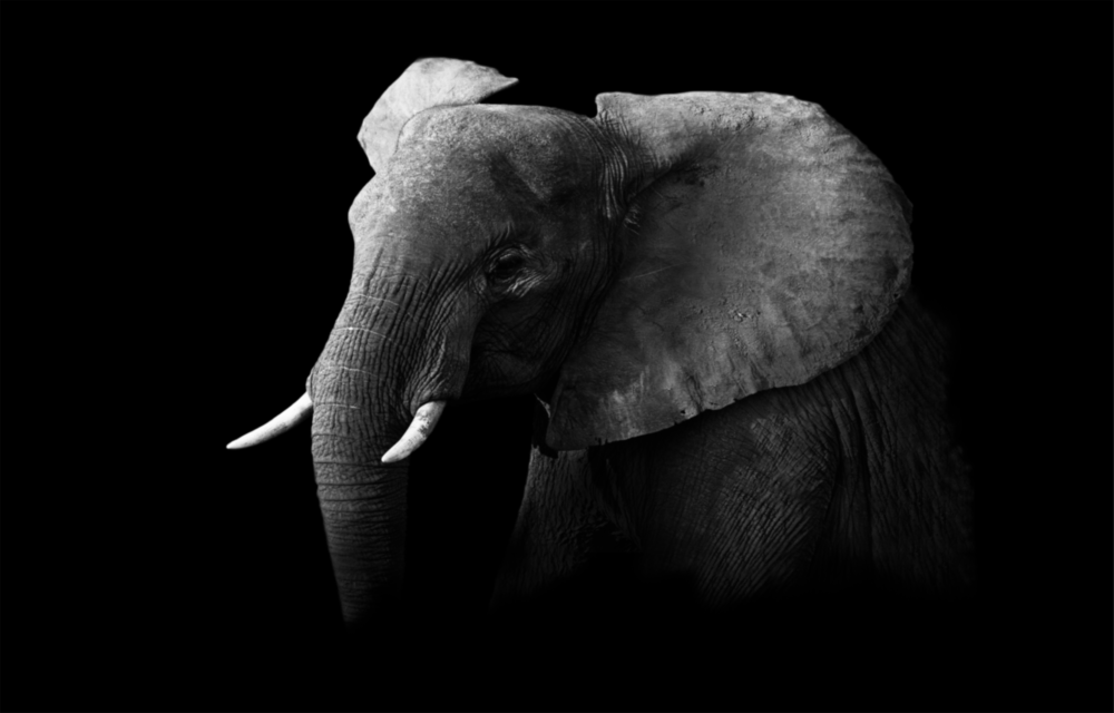 Elephant Glass Wall Art