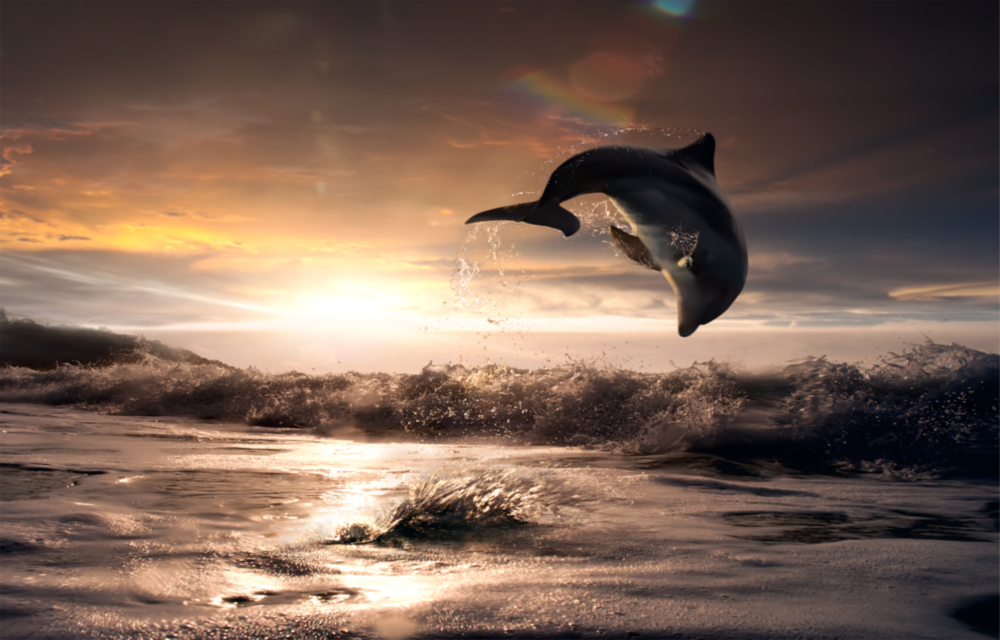 Dolphin Glass Wall Art