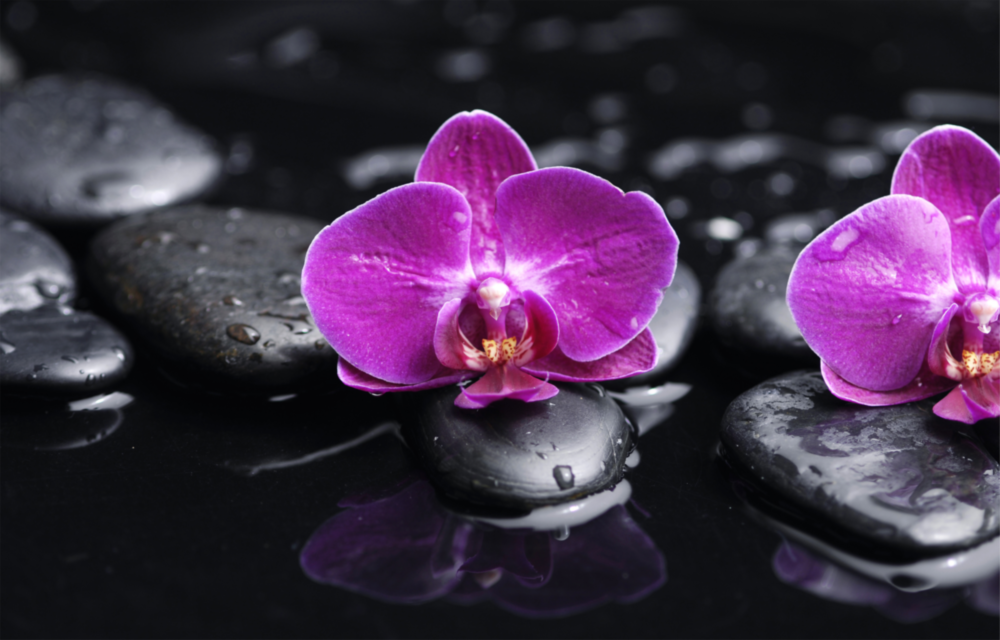 Orchid Glass Wall Art