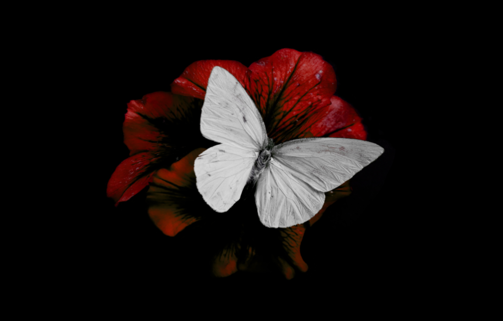 Butterfly Glass Wall Art