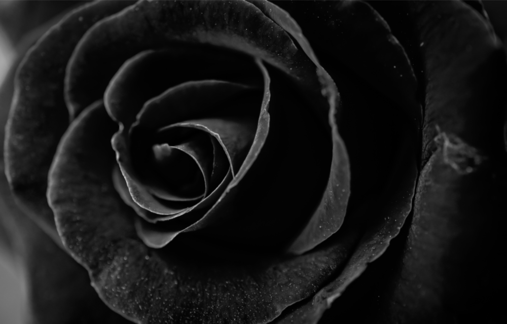Black Rose Glass Wall Art