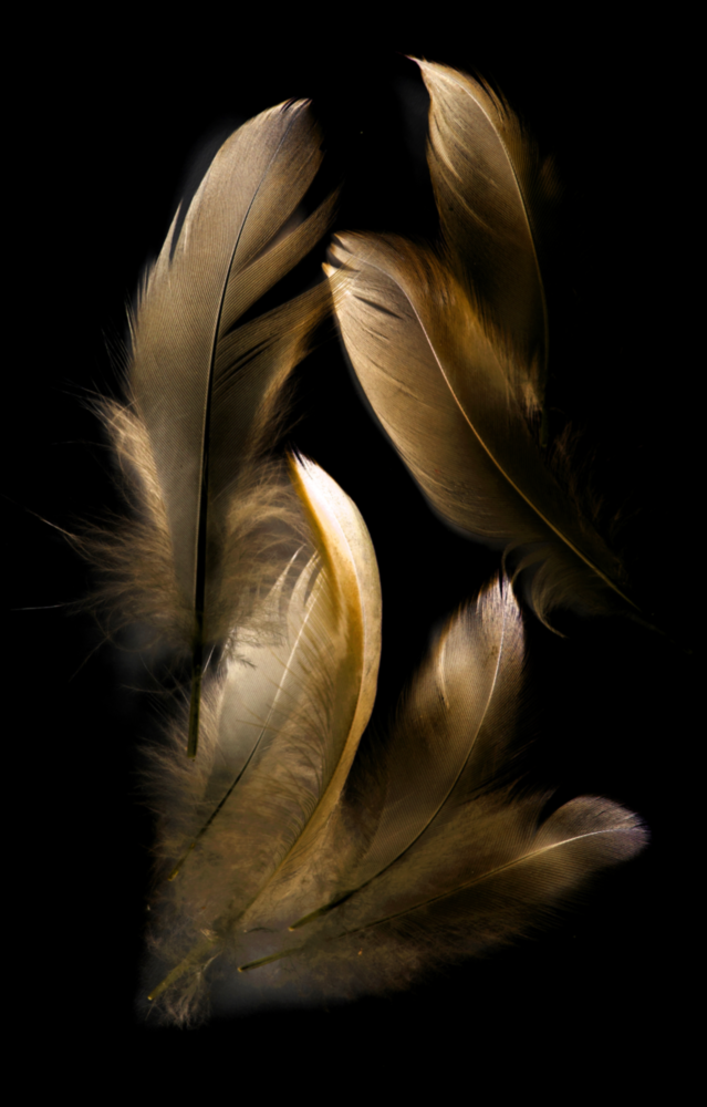 Tan Feather Glass Wall Art