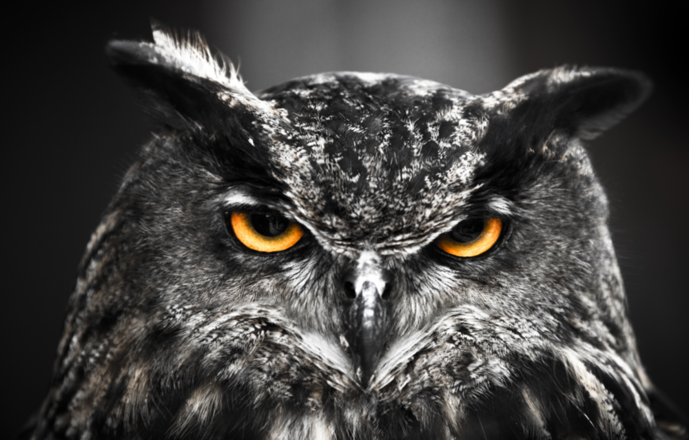 Owl Glass Wall Art