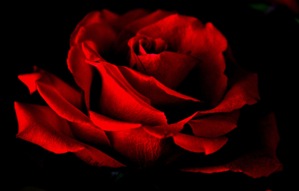 Red Rose Glass Wall Art