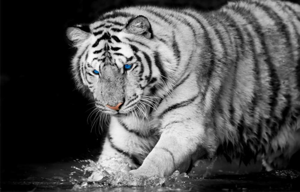 Tiger of the Bengal Glass Wall Art