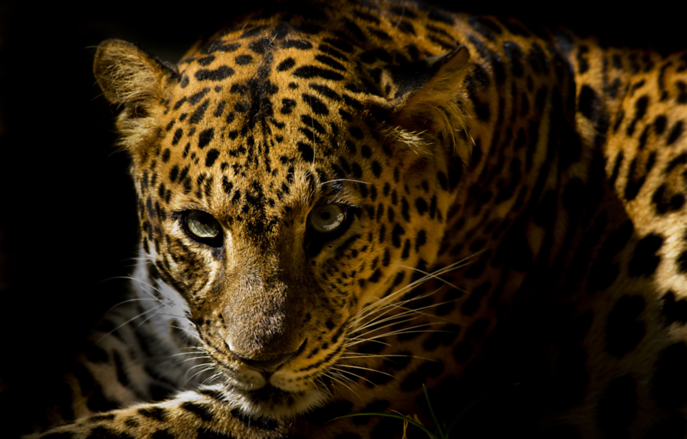 Leopar Glass Wall Art