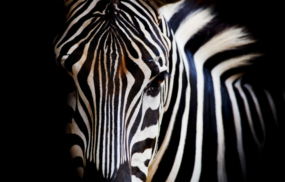 Zebra Glass Wall Art