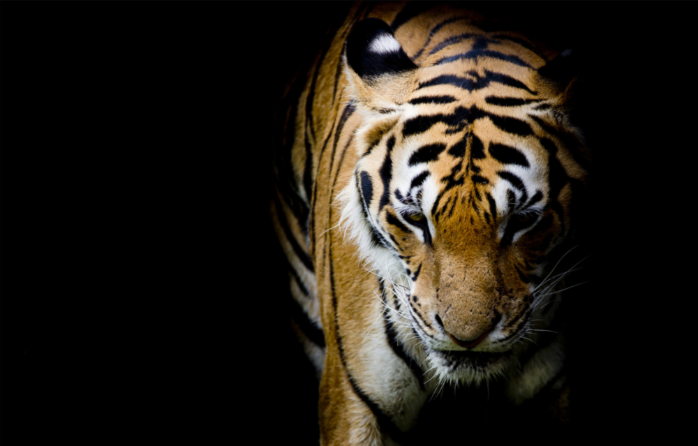 Tiger Glass Wall Art
