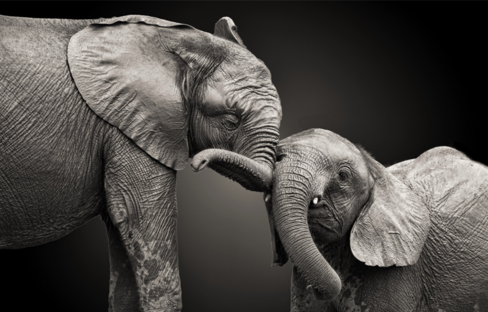 Elephants Glass Wall Art