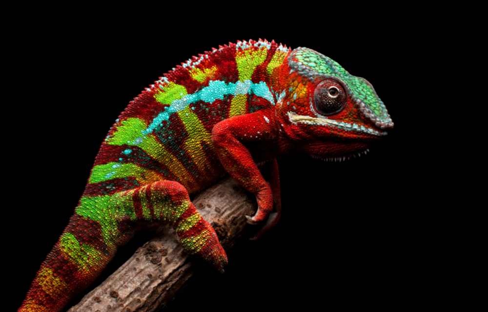 Chameleon Glass Wall Art