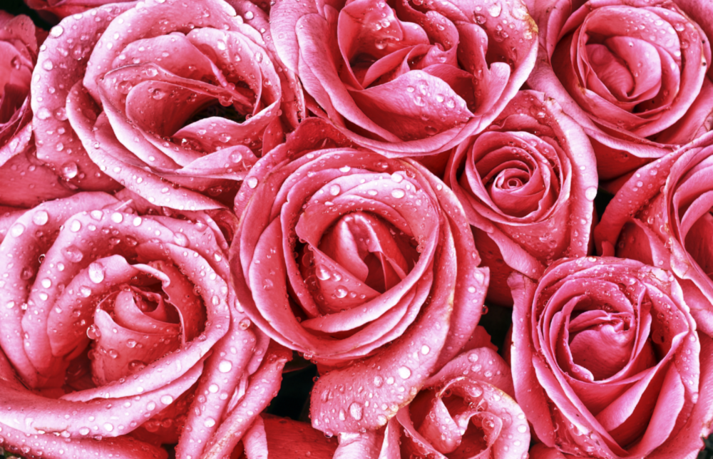 Pink Rose Glass Wall Art