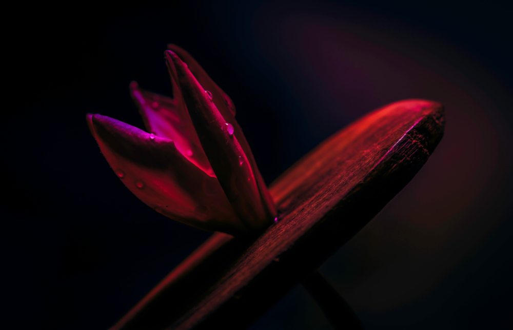 Red Leaf Glass Wall Art