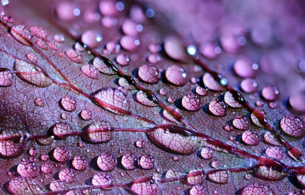 Purple Leaf Glass Wall Art