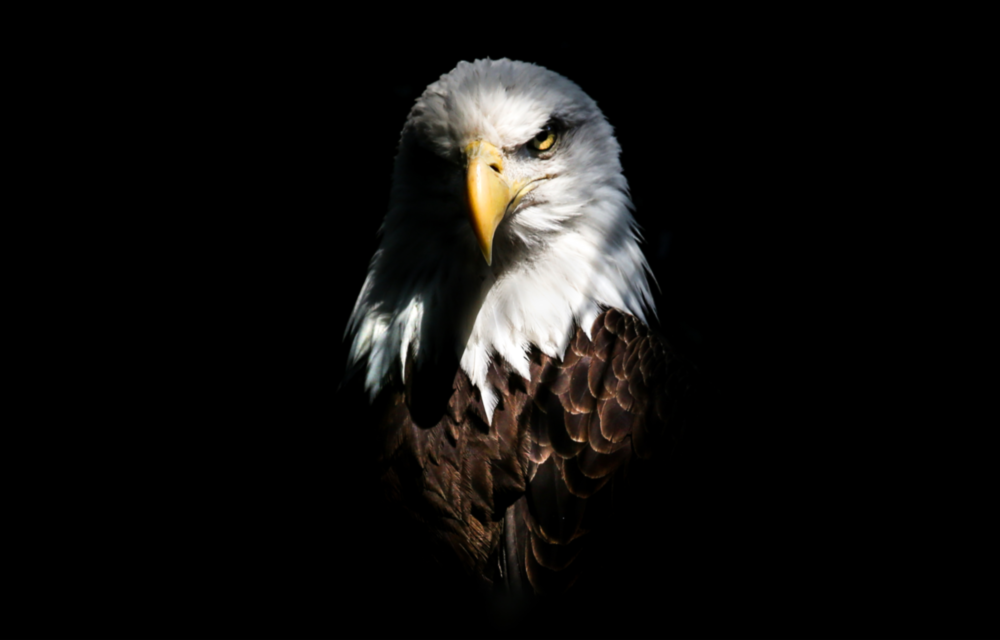 Eagle Glass Wall Art