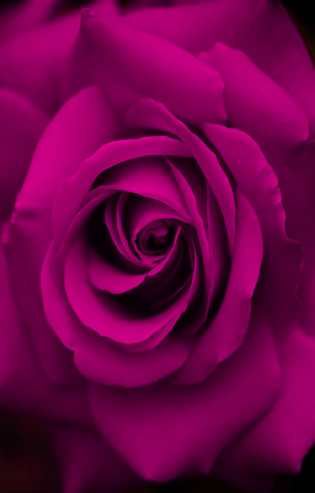 Rose Glass Wall Art