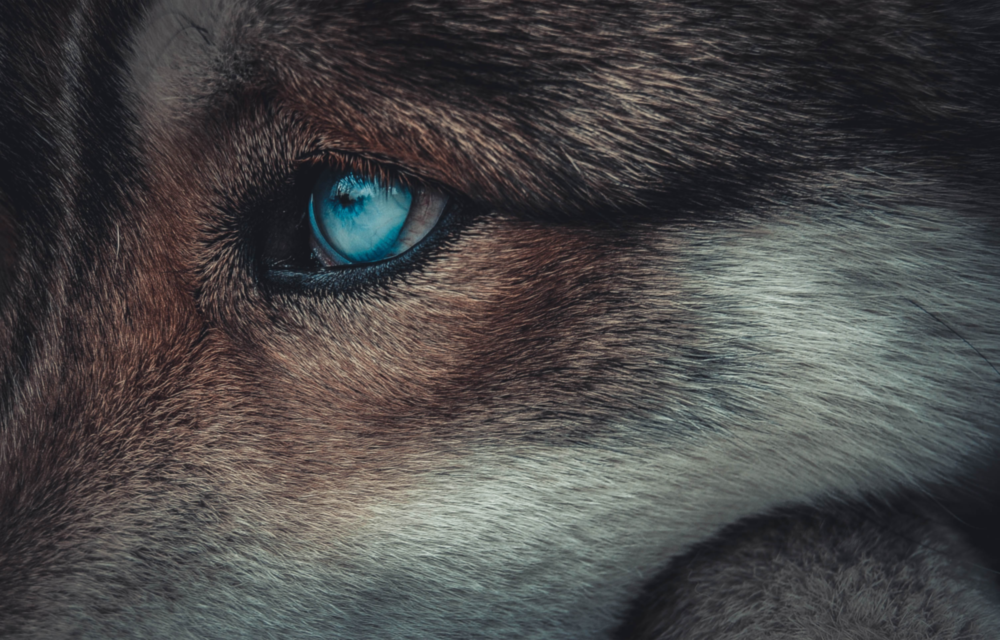 Wolf's Eye Glass Wall Art
