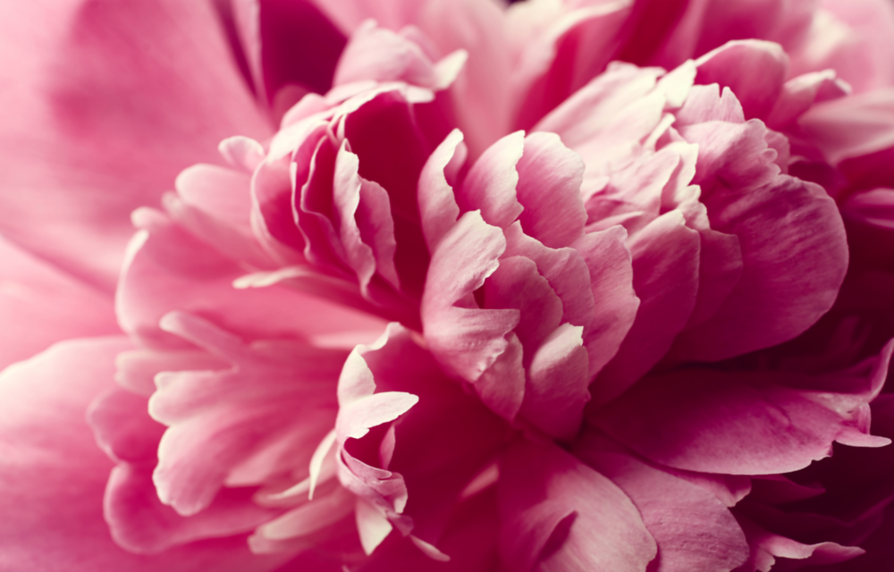 Pink Flower Glass Wall Art