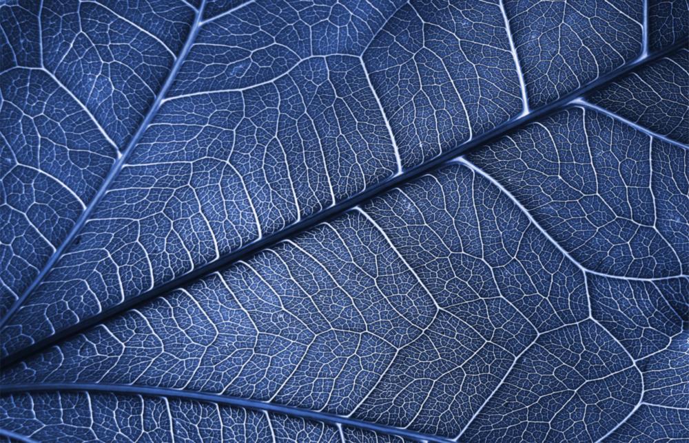 Macro Blue Leaf Glass Wall Art