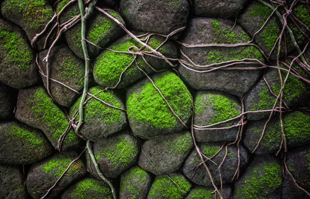 Mossy Stones Glass Wall Art