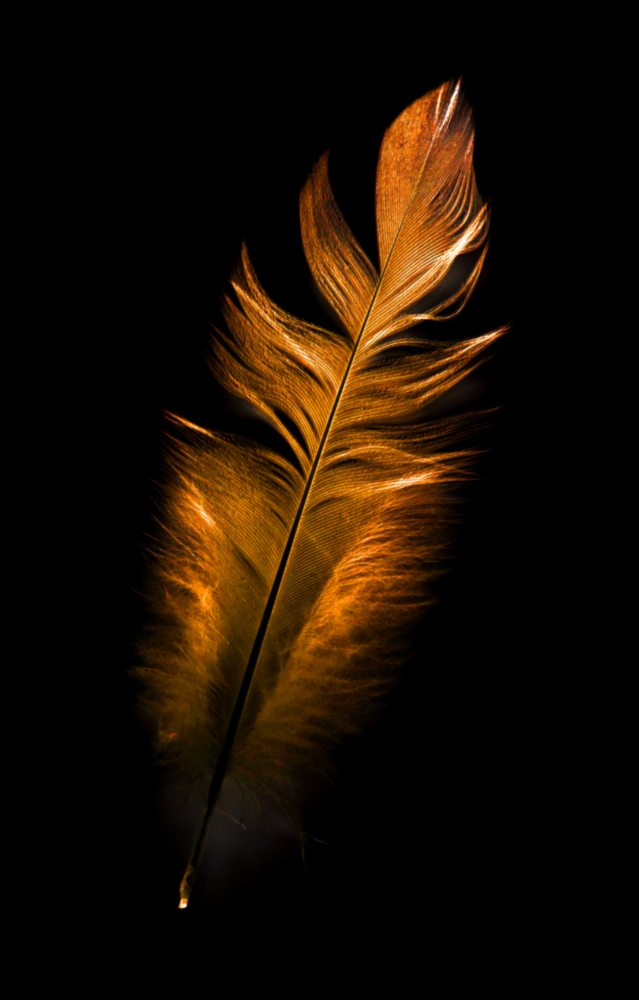 Copper Feather Glass Wall Art