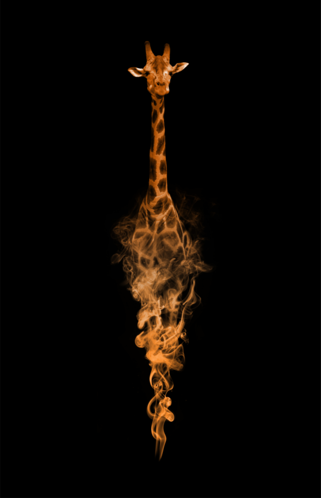 Giraffe Glass Wall Art