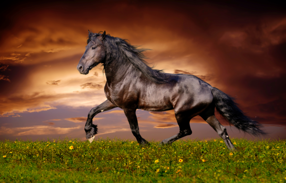 Nobility of Horse Glass Wall Art