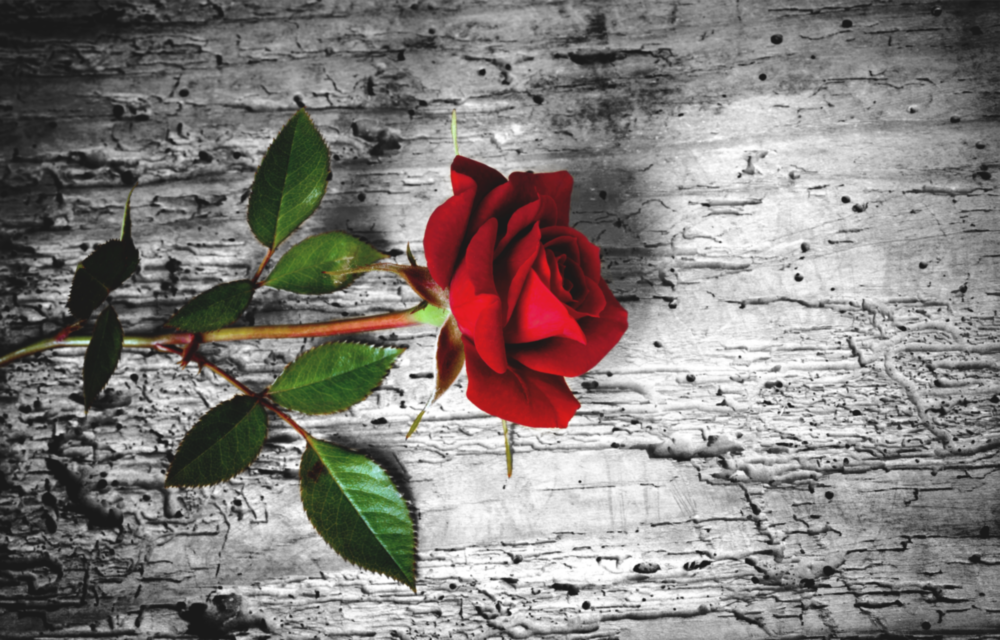Red Rose Glass Wall Art