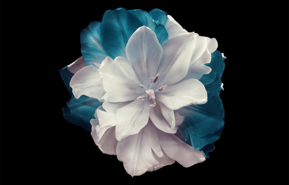 Blue Flower Glass Wall Art