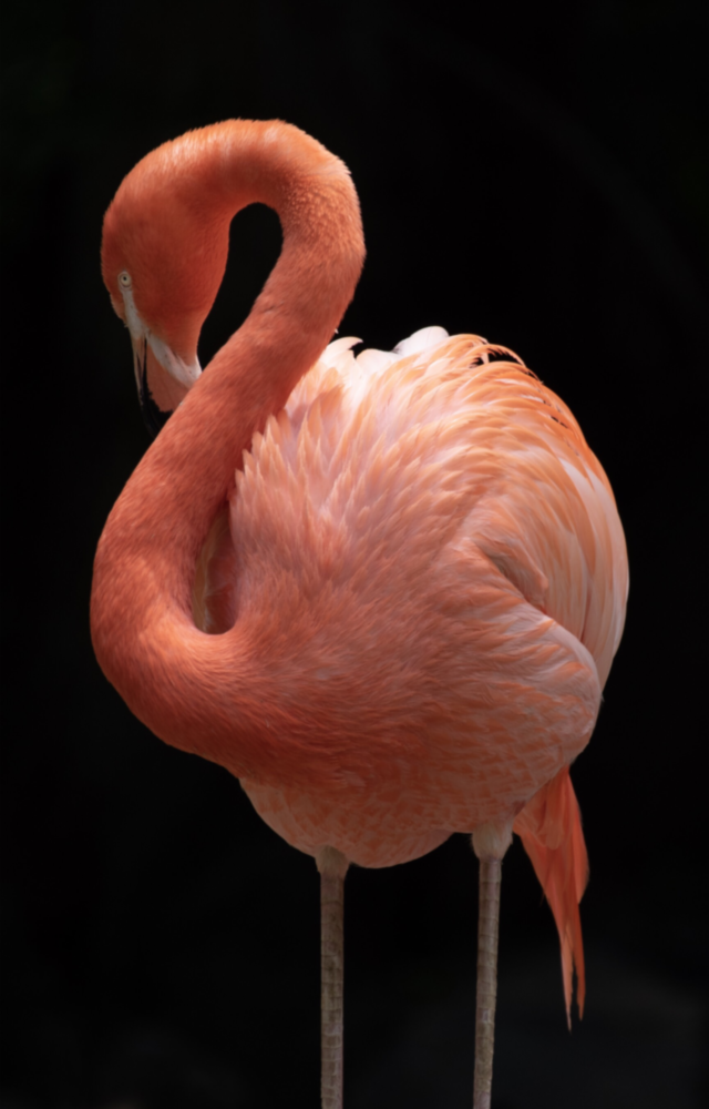 Flamingo Glass Wall Art