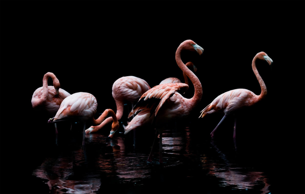 Flamingos Glass Wall Art