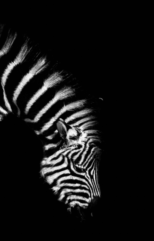 Zebra Glass Wall Art