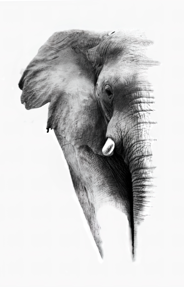 Elephant Glass Wall Art