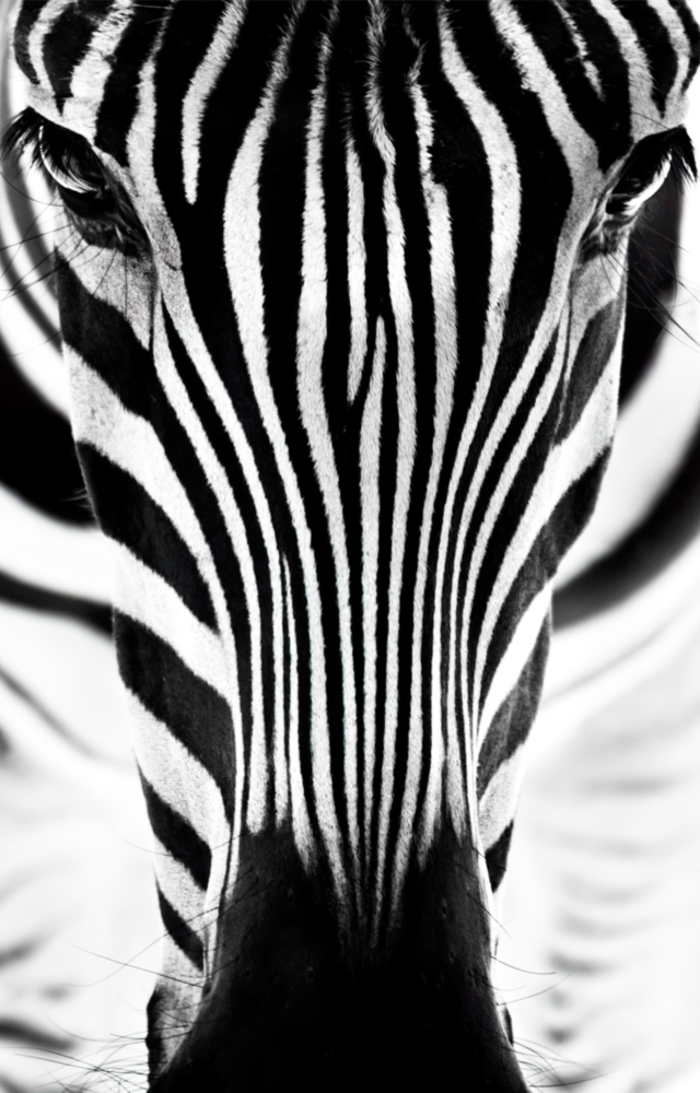 Zebra Glass Wall Art