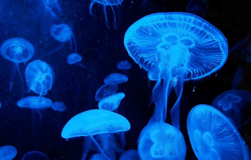 Jellyfish Glass Wall Art