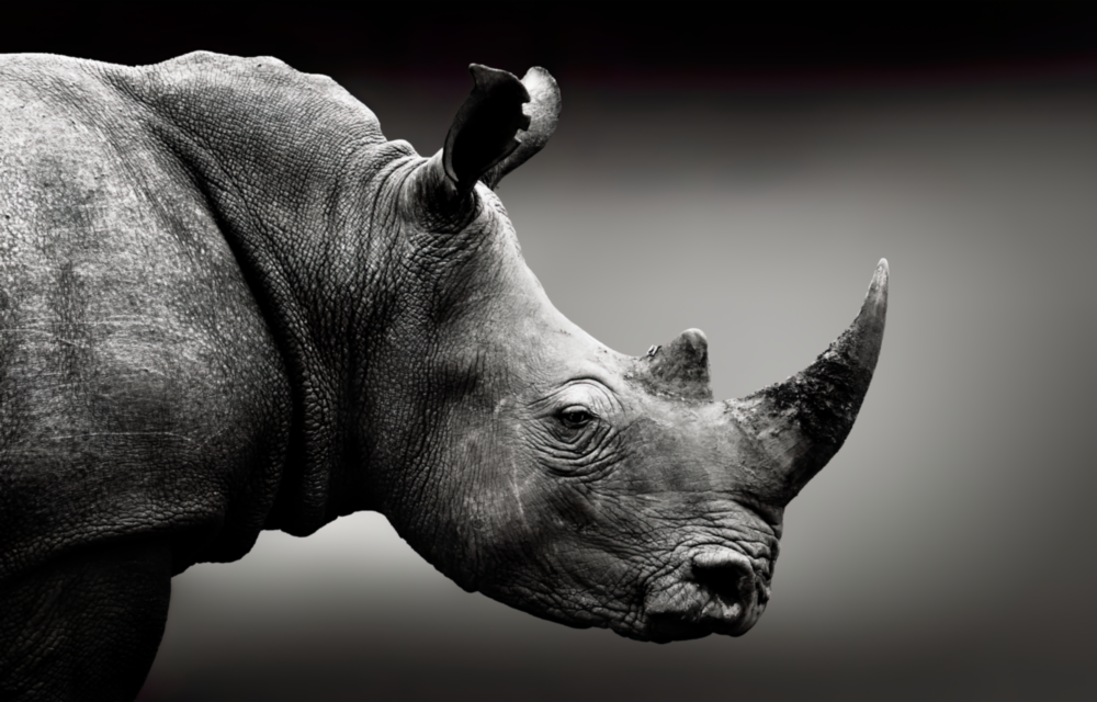Rhino Glass Wall Art