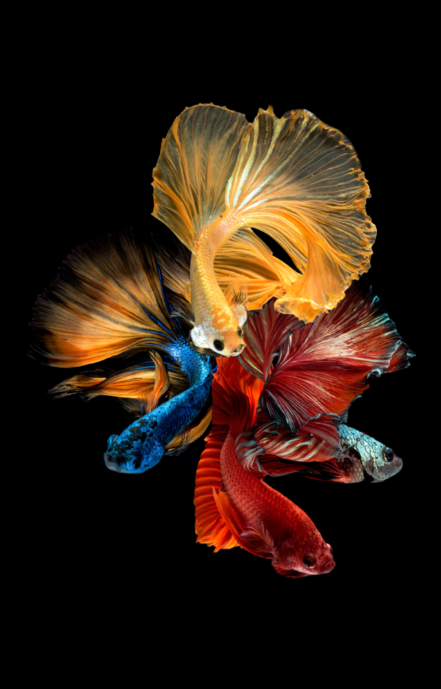 Betta's Dance Glass Wall Art