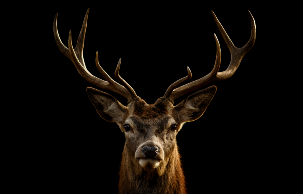 Deer Glass Wall Art