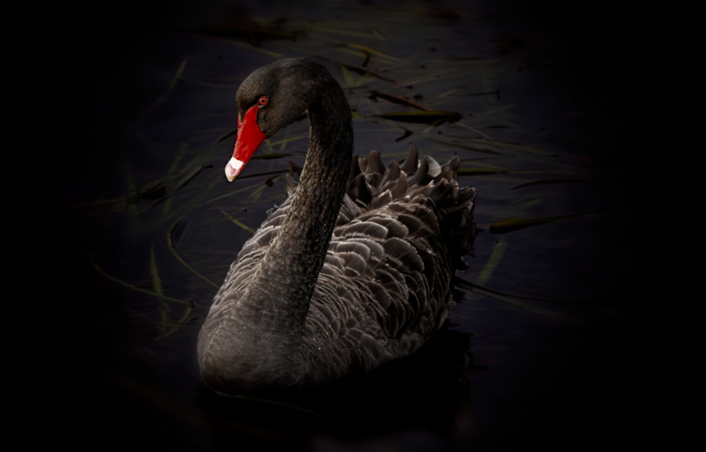 Black Swan Glass Wall Art