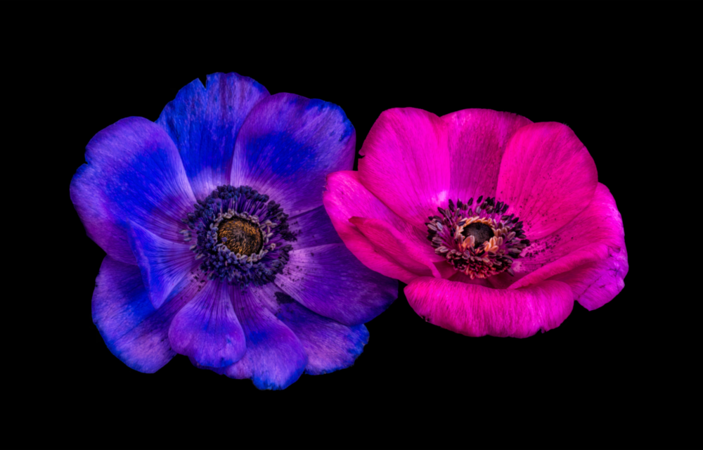 Crowned Mountain Tulip Glass Wall Art