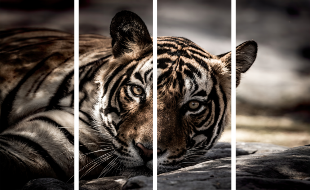 Tiger 4 Pieces Mega Glass Wall Art (150x92 cm)