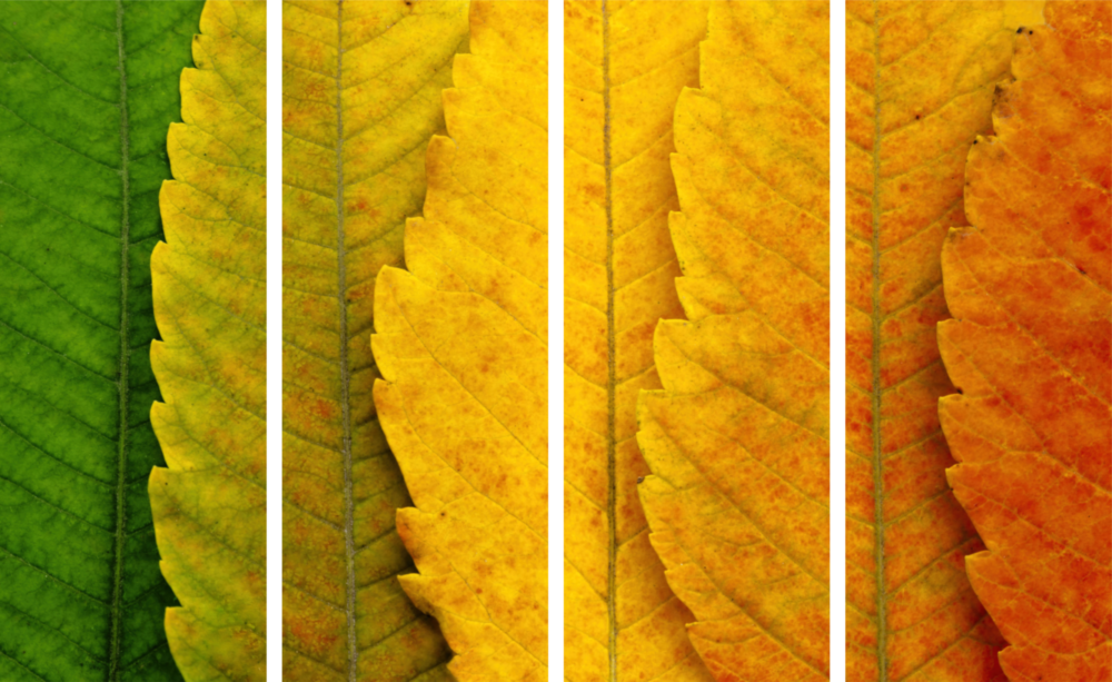 Autumn Leaves 4 Pieces Mega Glass Wall Art (150x92 cm)