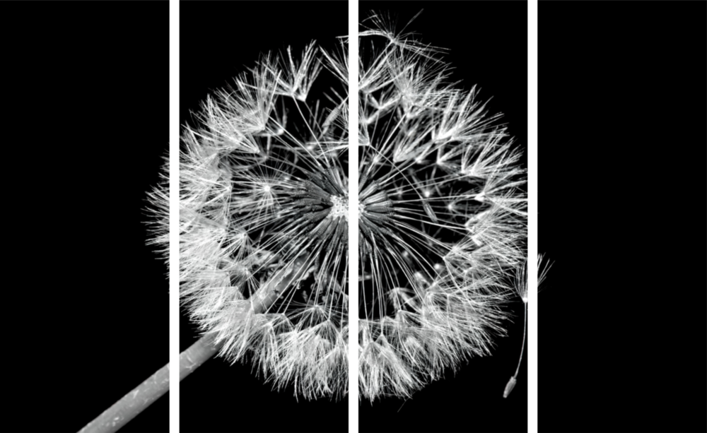 Dandelion 4 Pieces Mega Glass Wall Art (150x92 cm)